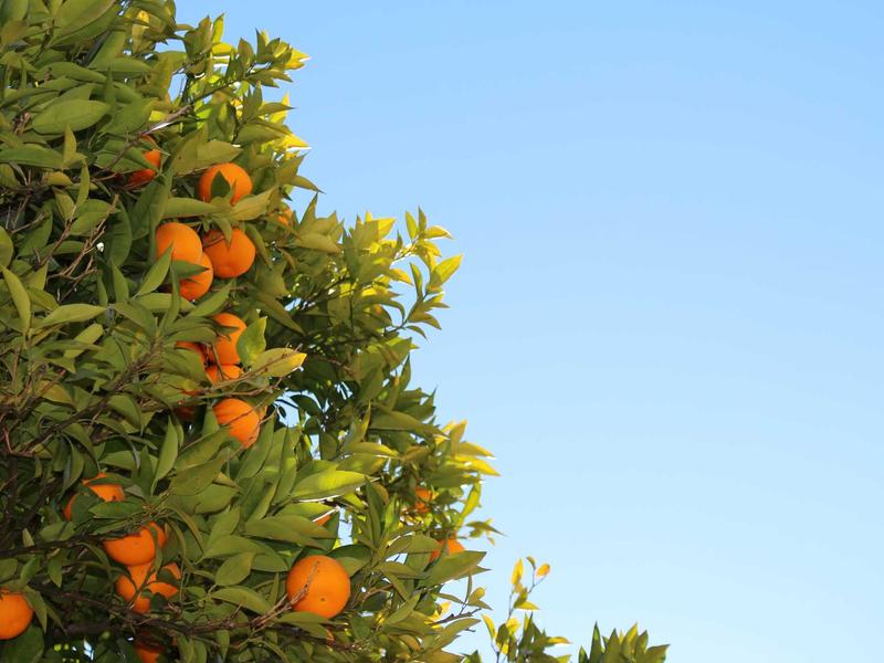小镇做题家<br>qyn4ntkw.cn 985废物引进计划